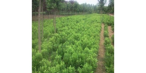 新苗木信息 优质茶叶种植技术