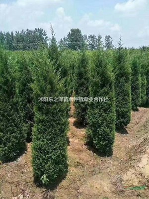 沭阳东之泽苗木种植专业合作社