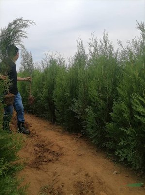 绛县景森苗木种植专业合作社
