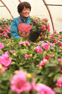邯郸永年 双节 催热花卉市场