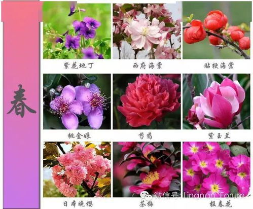 450种超全花卉图谱,春夏秋冬花盛开 保你啥花都认识