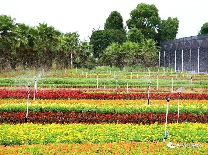 惠水:花卉苗木产业助农增收_发展